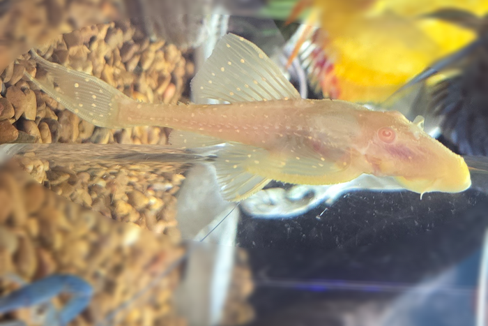 Albino Adonis Pleco