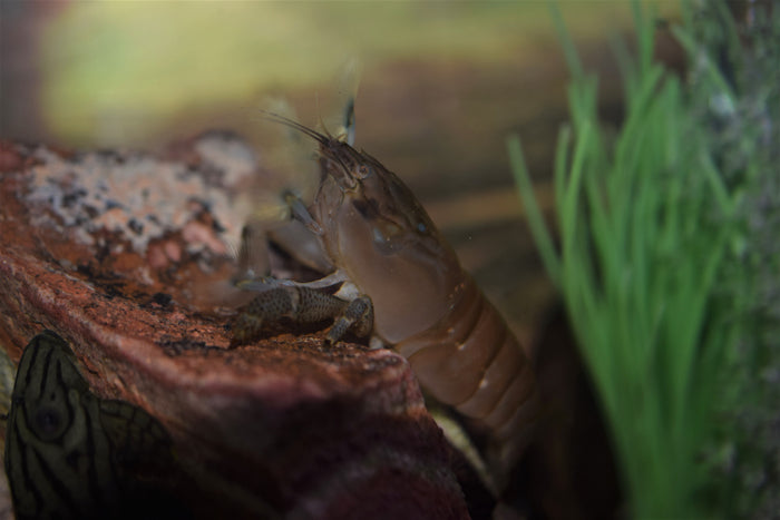 Atya Viper Shrimp