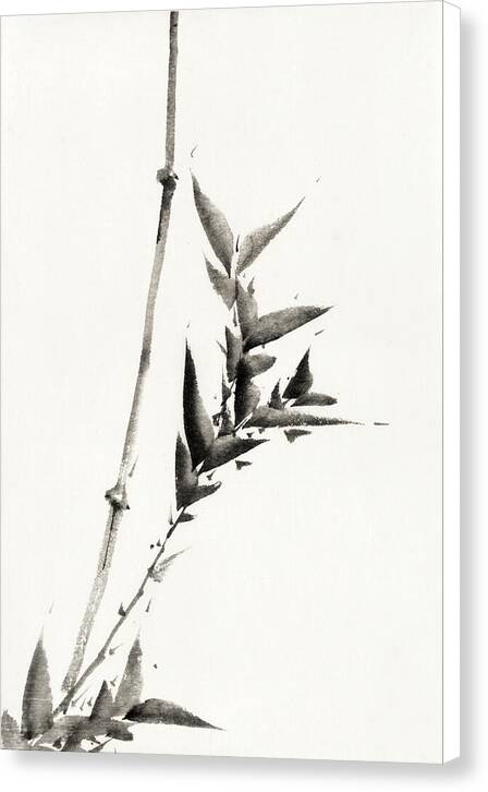 Bamboo - Canvas Print