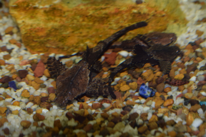 Banjo Catfish
