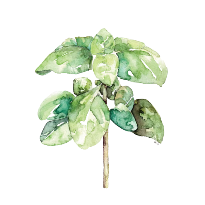 Basil Perfume Bar for Bridal Showers, Retreats, Boutiques, Events