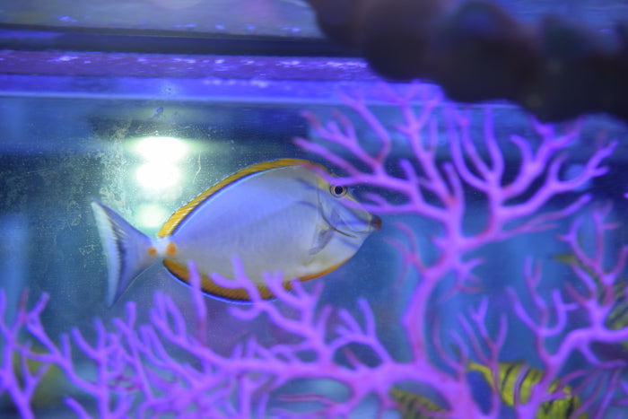 Blonde Naso Tang