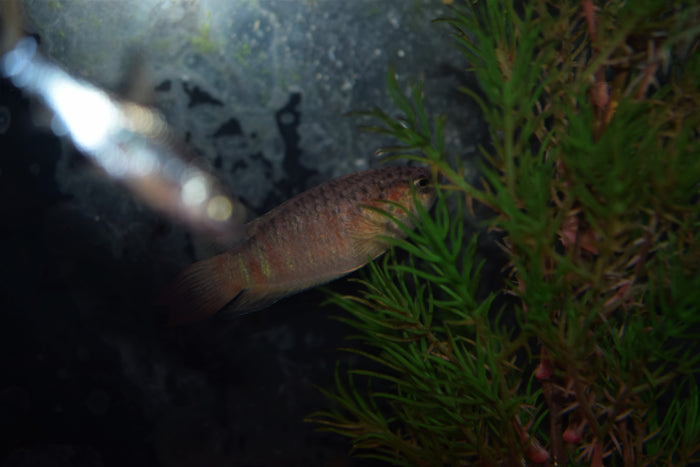 Blue Paradise Gourami