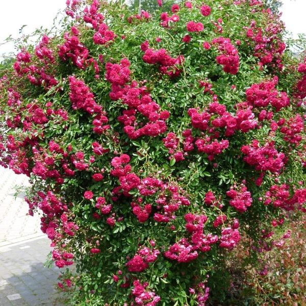Princess Holly Ann Crape Myrtle Shrub with small but bright pink blossoms