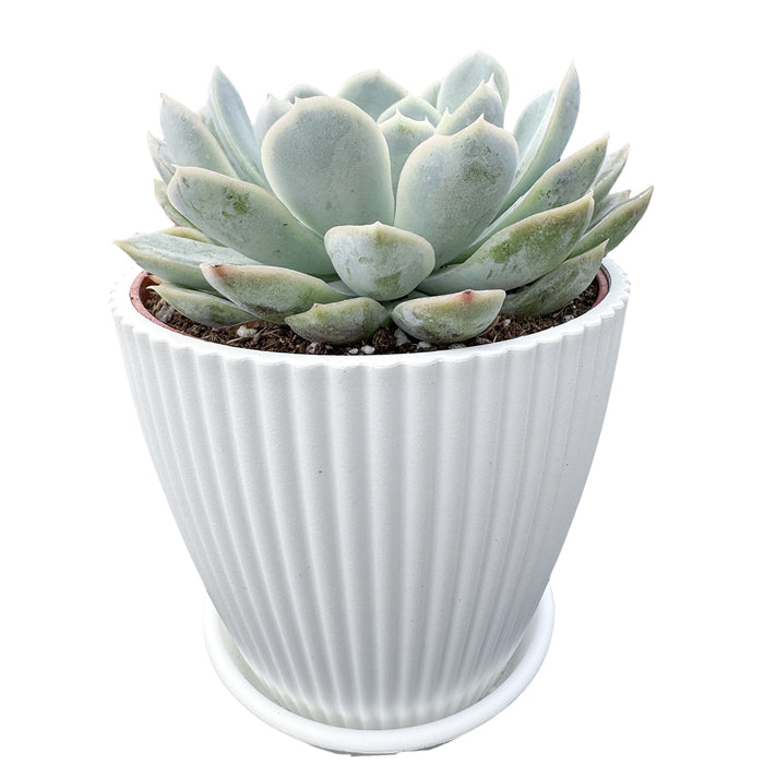 Single-head / White striped pot