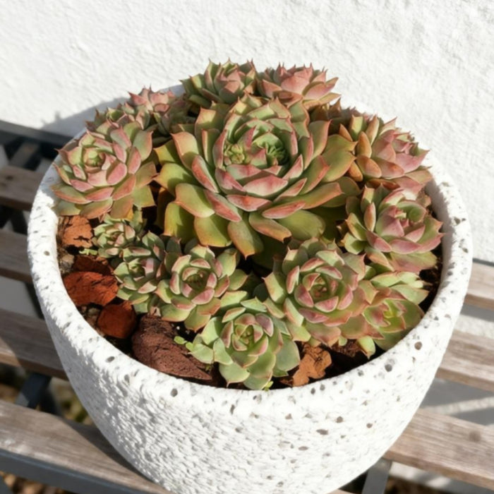 Echeveria 'Ramillette' (4 inch)