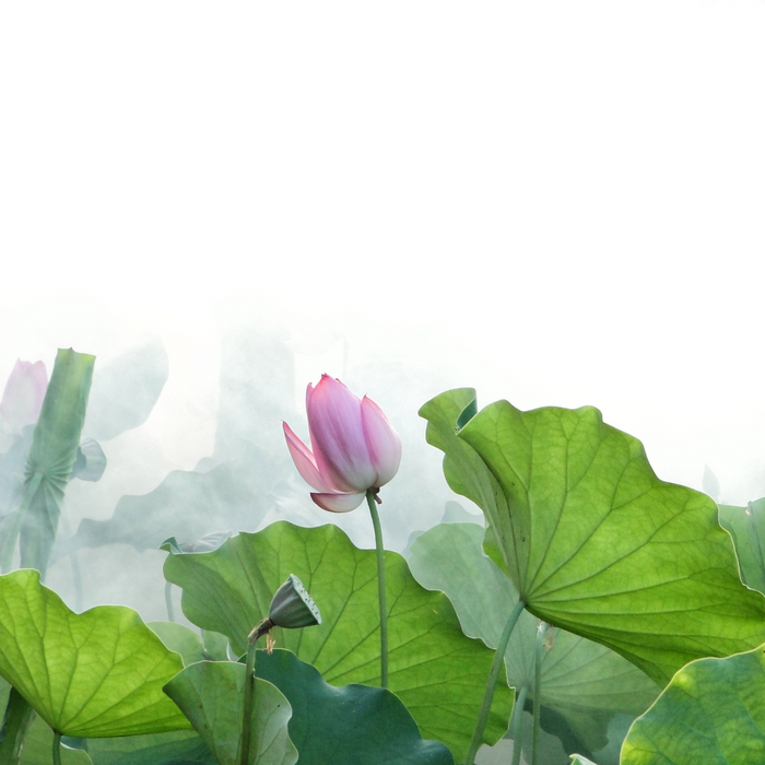 Fig + Lotus Flower