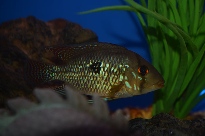 Geophagus brasiliensis "Pearl Cichlid"