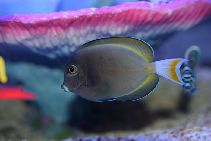 Goldrim Tang