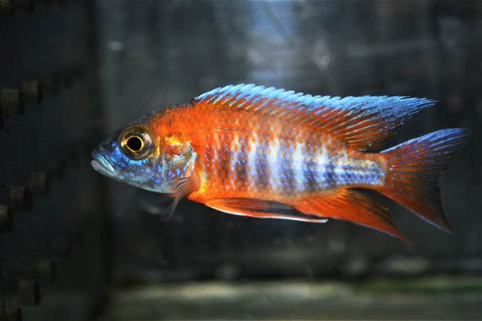 Jacobfreibergi Peacock