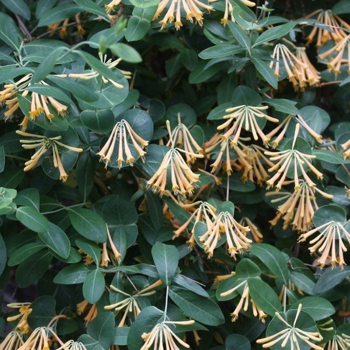 John Clayton Honeysuckle sold online has soft green foliage and yellow flowers