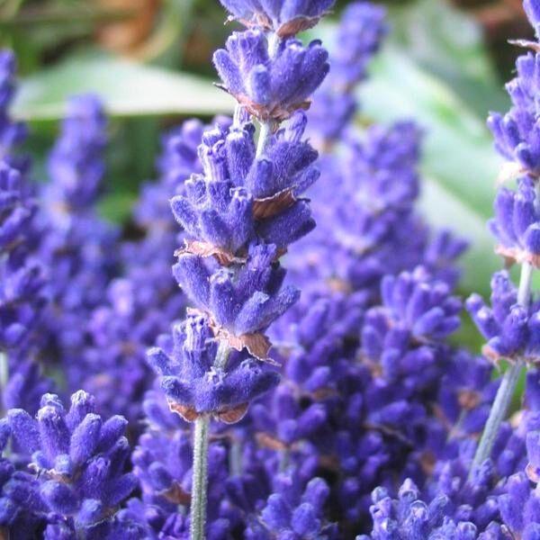 close up of Lavandula angustifolia 'Armtipp01' PP #24,827 purple flower