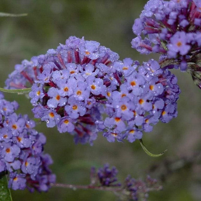 Very pleasing frosted branches with sweet alluring flowers on the nanho blue buddleia