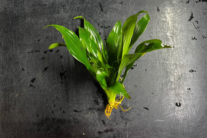 Pineapple Plant (Terrestrial)