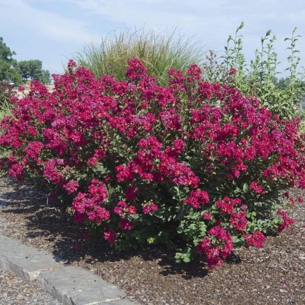 Princess kylie crape myrtle shrub with dark pink flower clusters in a mulched garden
