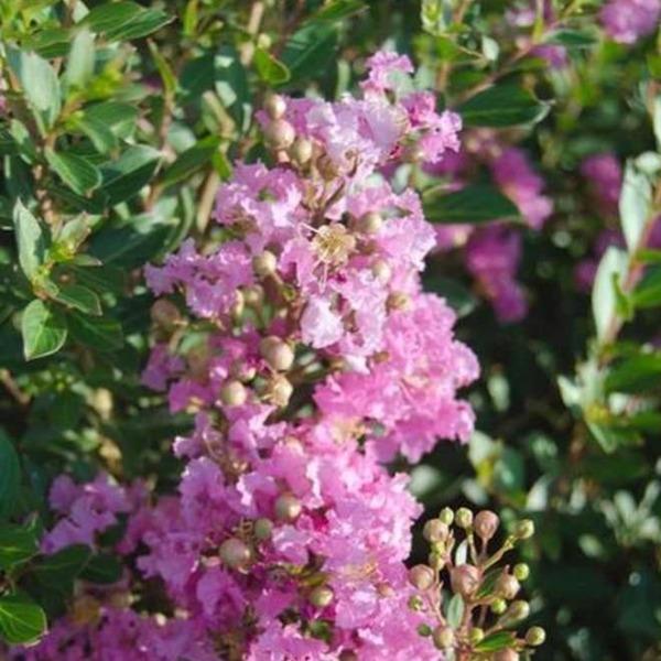 closer look at the purple hues of the princess lyla popping out of light tan berries