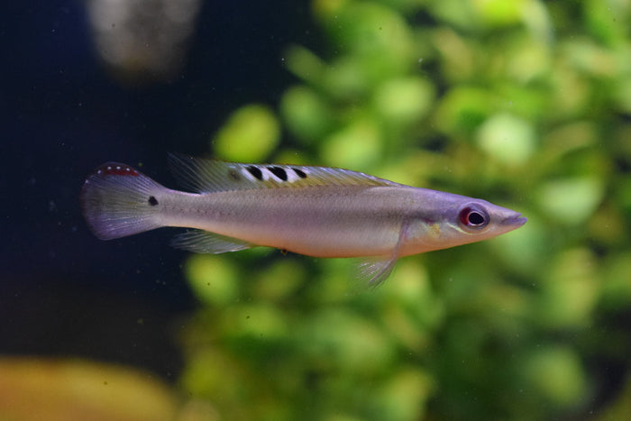 Regani Dwarf Pike Cichlid