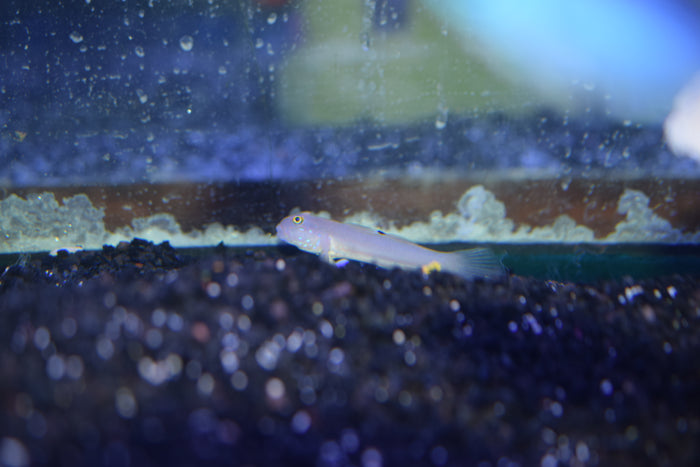 Six-Spot Sleeper Goby