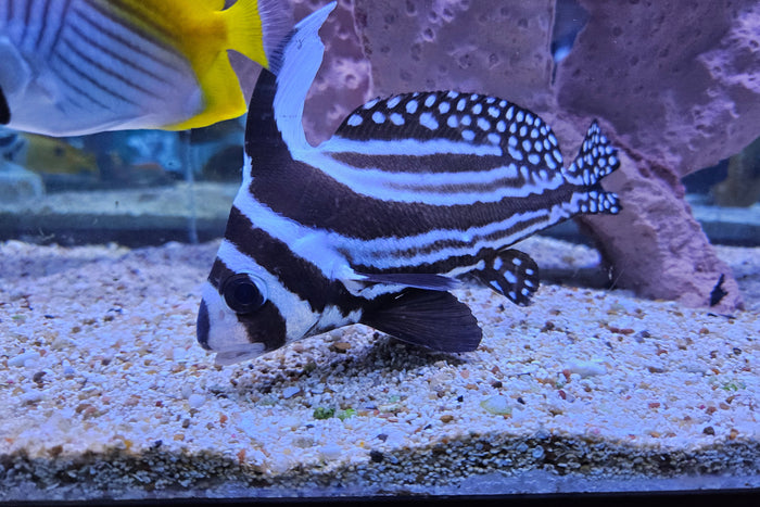 Spotted Drum