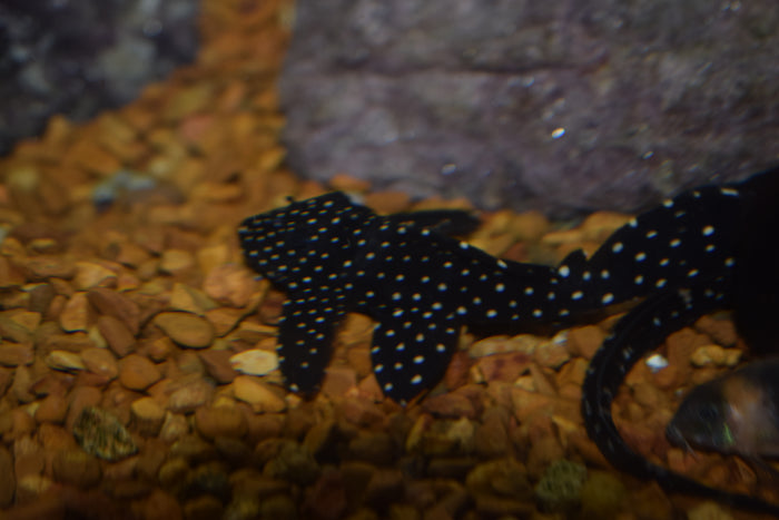 Vampire Pleco (L-240)