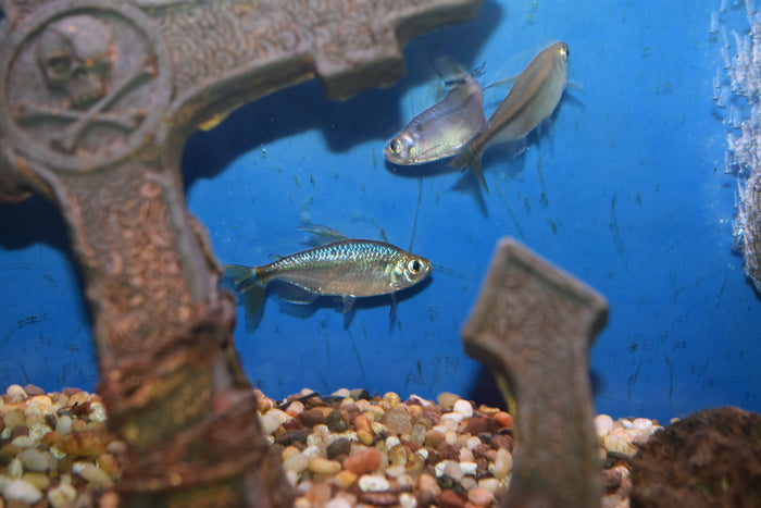 Yellow Congo Tetras