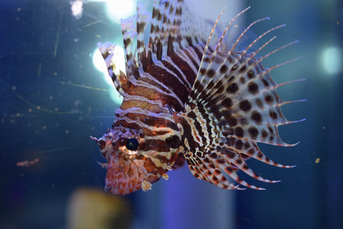 Zebra Dwarf Lion