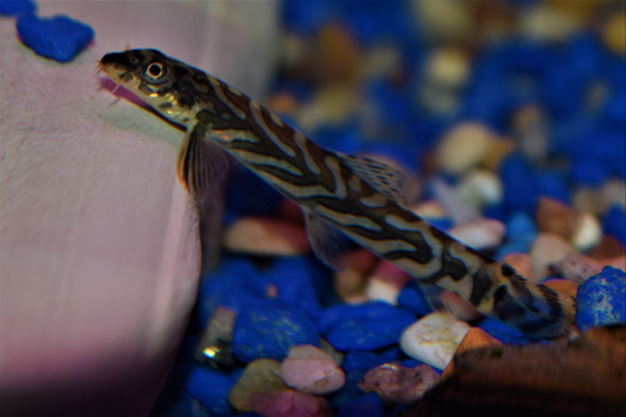 Zodiac Loach