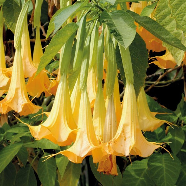 Large yellow trumpet shaped downward facing flowers on angel trumpet tree
