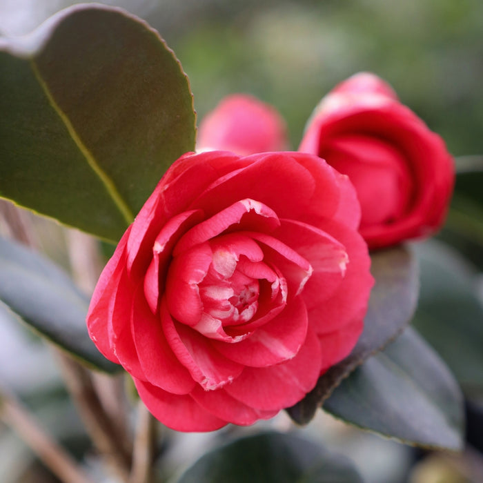 April kiss camellia bloom in early spring