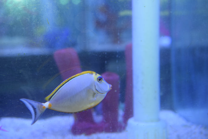 Blonde Naso Tang