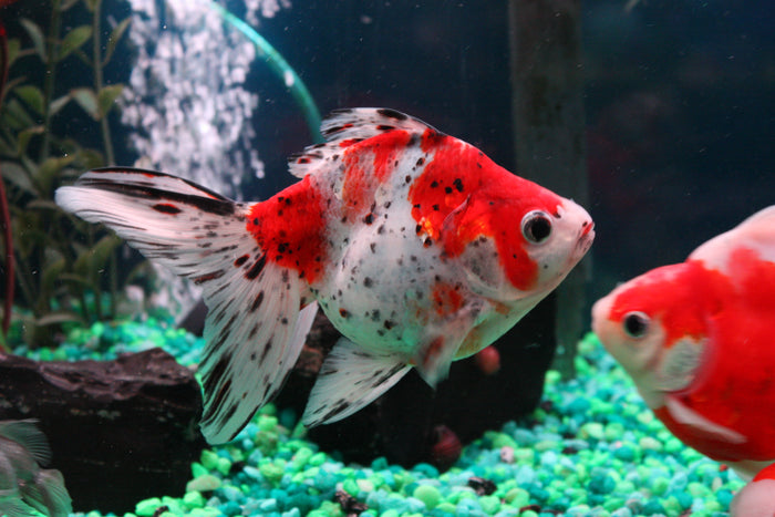 Calico Ryukin Goldfish