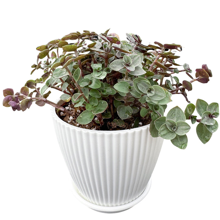 Callisia Repens Sedum (4 inch)
