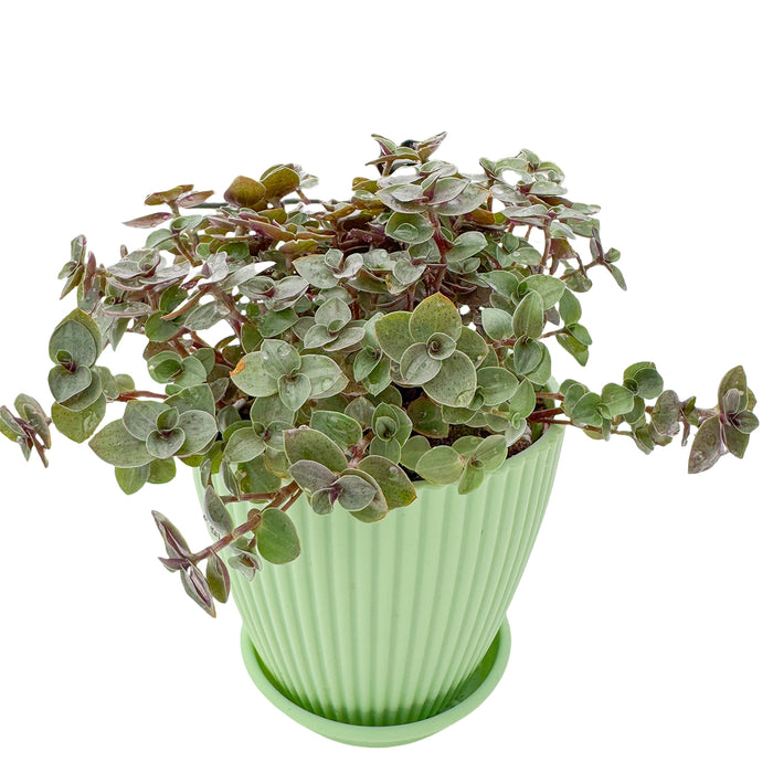 Callisia Repens Sedum (4 inch)