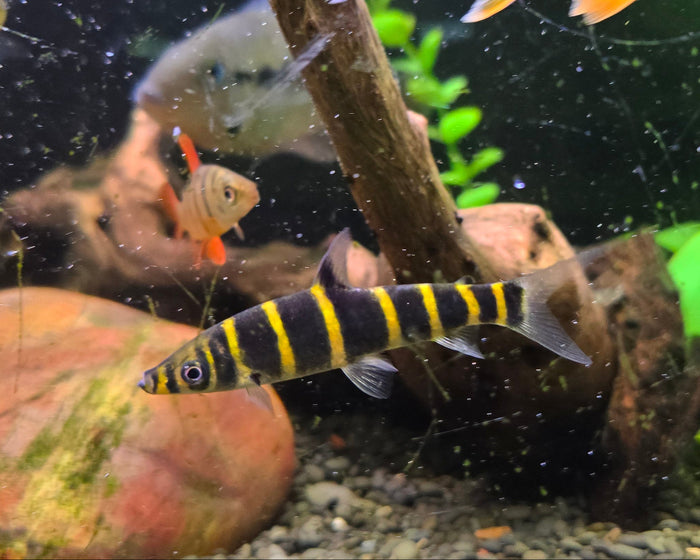 Candy Stripe Leporinus