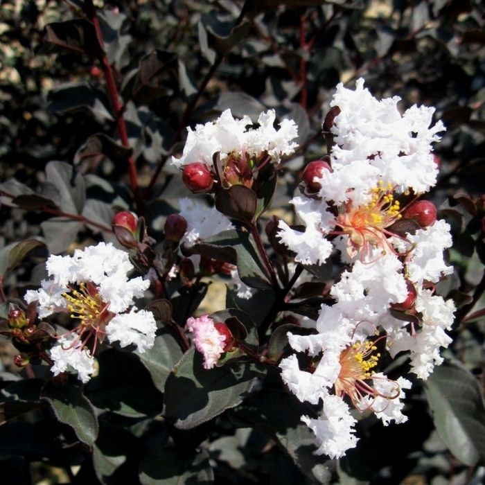 white flowers of the ebony and ivory crape myrtle with dark green foliage