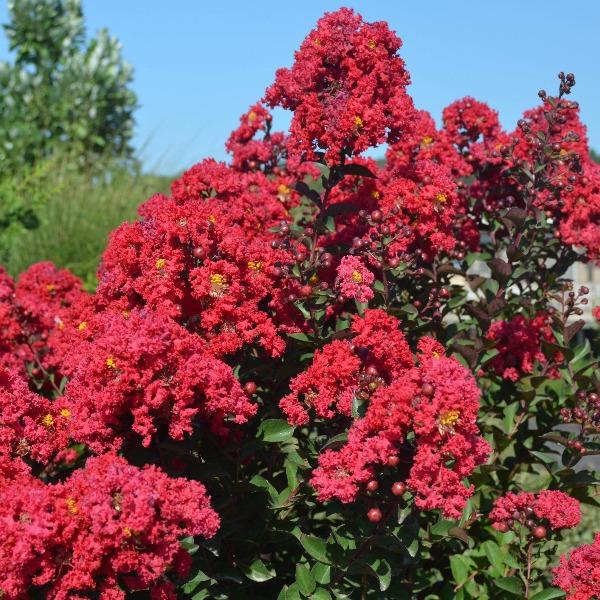 closer look at the deep red ruffles of the princess holly ann crepe myrtle flowers