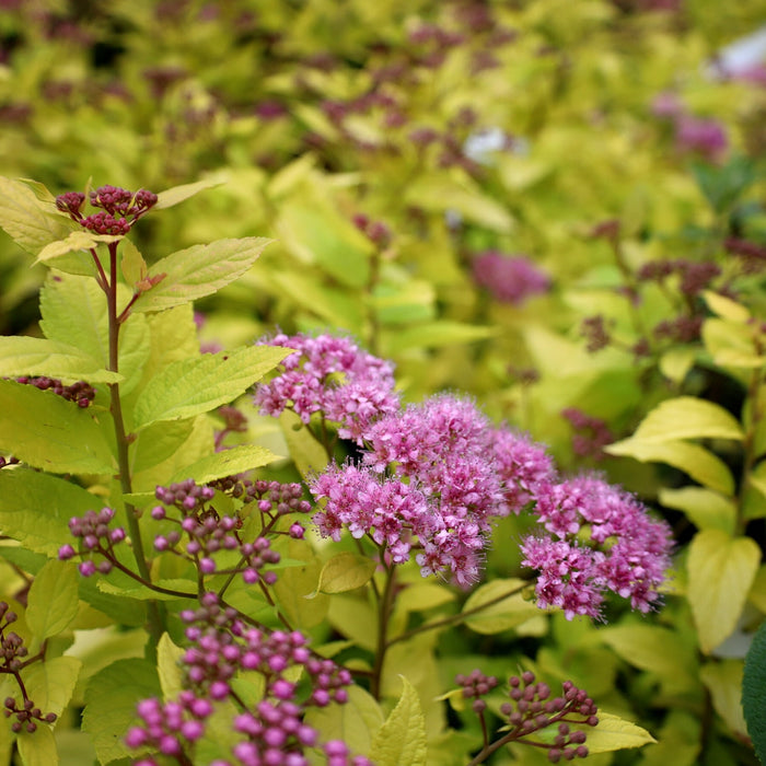 neon foliage and hot pink blooms on gold spirea