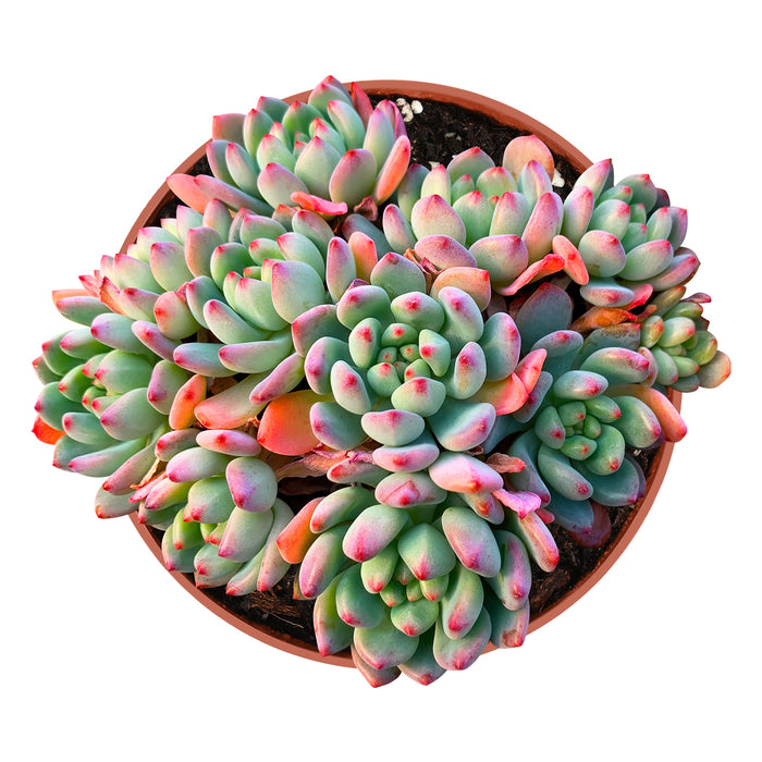 Echeveria cv. Blue Apple/ Blue Elf