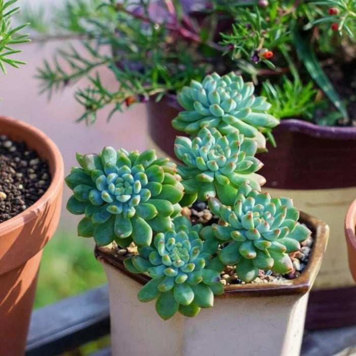 Echeveria cv. Blue Apple/ Blue Elf (4 inch)
