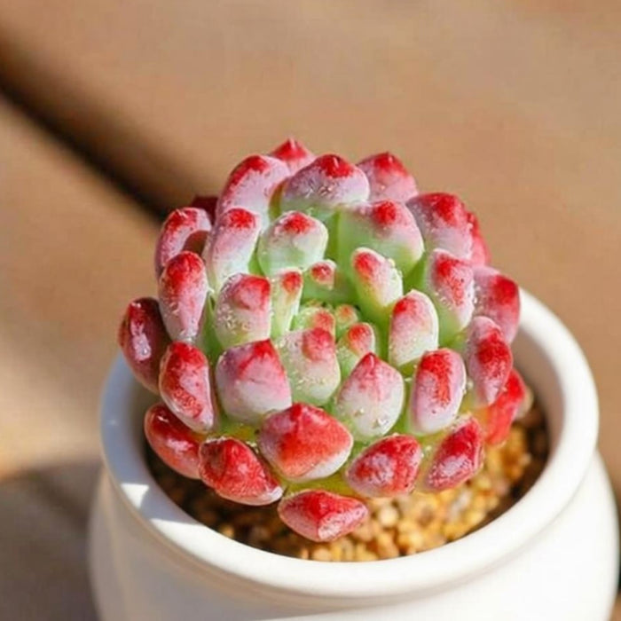 Echeveria cv. Blue Apple/ Blue Elf (4 inch)