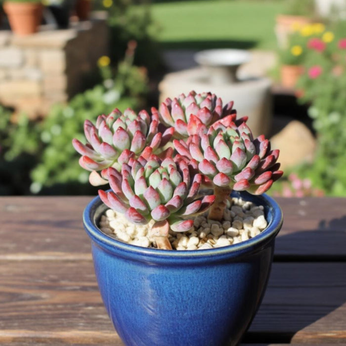 Echeveria cv. Blue Apple/ Blue Elf (4 inch)