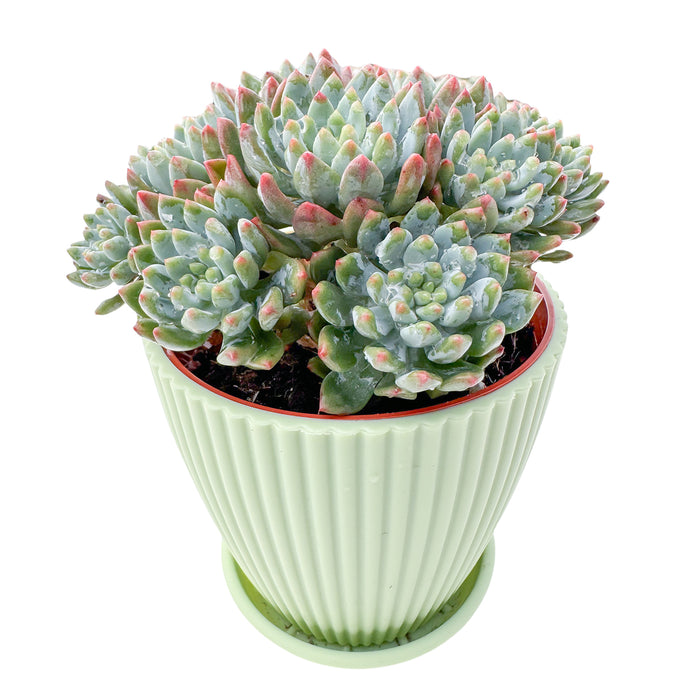 Echeveria cv. Blue Apple/ Blue Elf (4 inch)