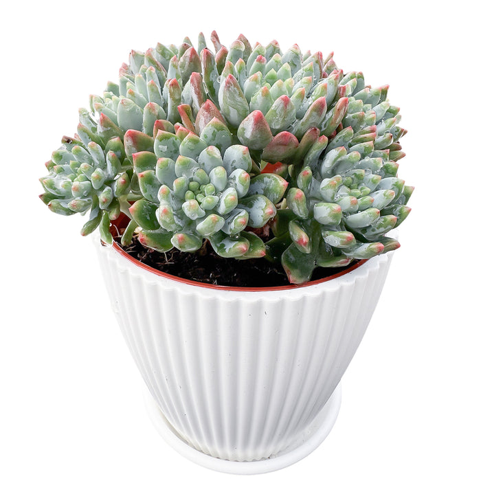 Echeveria cv. Blue Apple/ Blue Elf (4 inch)