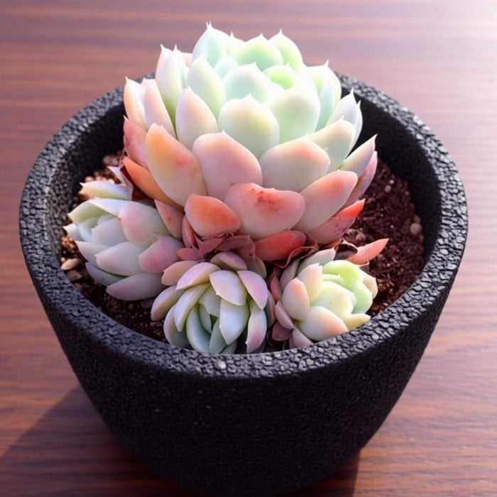 Echeveria Elegans (Mexican Snowball) (4 inch)