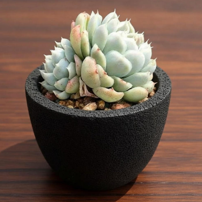 Echeveria Elegans (Mexican Snowball) (4 inch)
