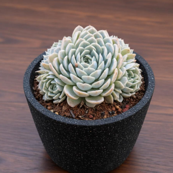 Echeveria Elegans (Mexican Snowball) (4 inch)