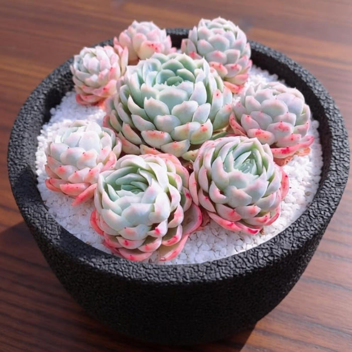 Echeveria Elegans (Mexican Snowball) (4 inch)