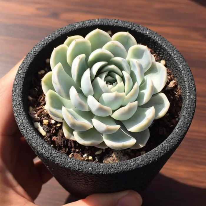 Echeveria Elegans (Mexican Snowball) (4 inch)