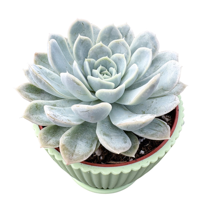 Echeveria Elegans (Mexican Snowball) (4 inch)
