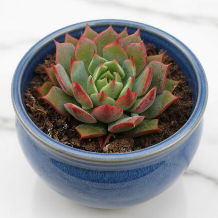 Echeveria 'Ramillette' (4 inch)